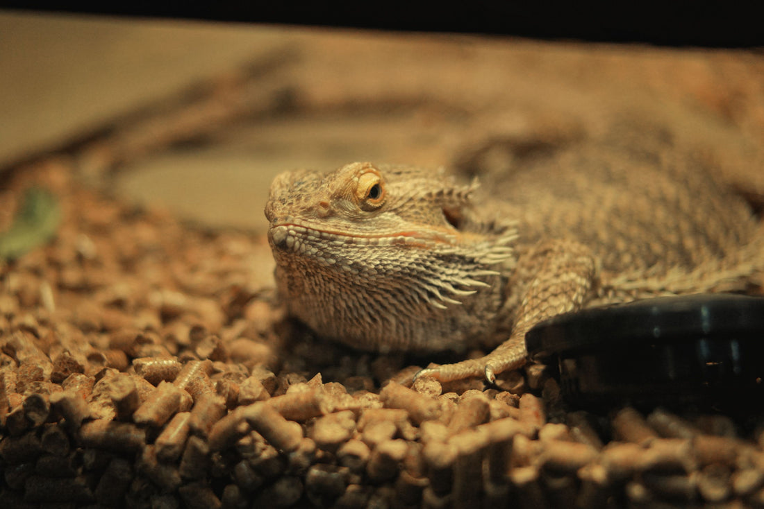 Bearded dragon resting on loose terrarium substrate