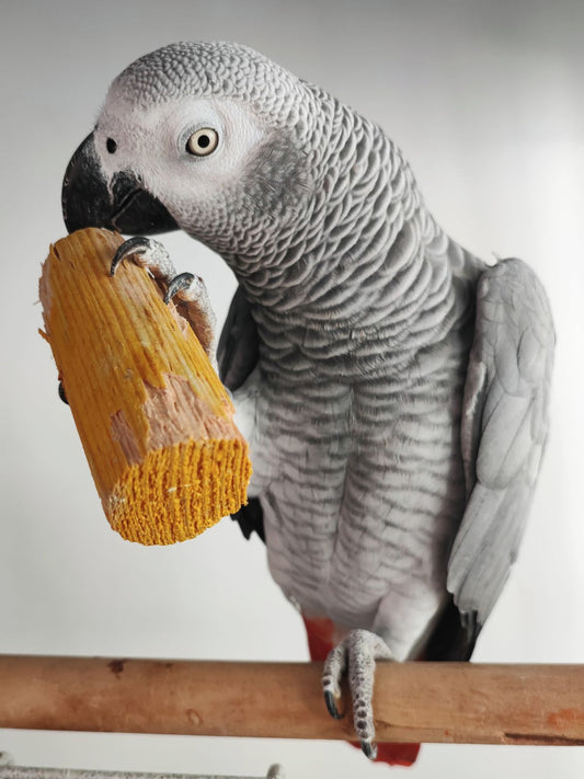 Bird Toy Rotation: Why the Same Toys Stop Working