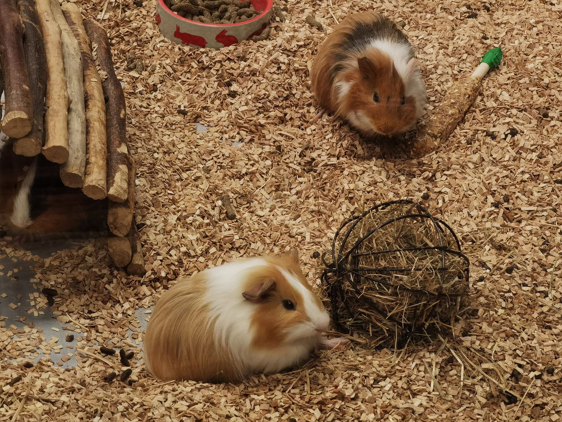Guinea Pig Castle: Hideout, Hay Rack, and Chew Points in One