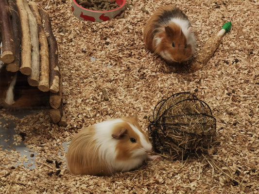 Guinea Pig Castle: Hideout, Hay Rack, and Chew Points in One