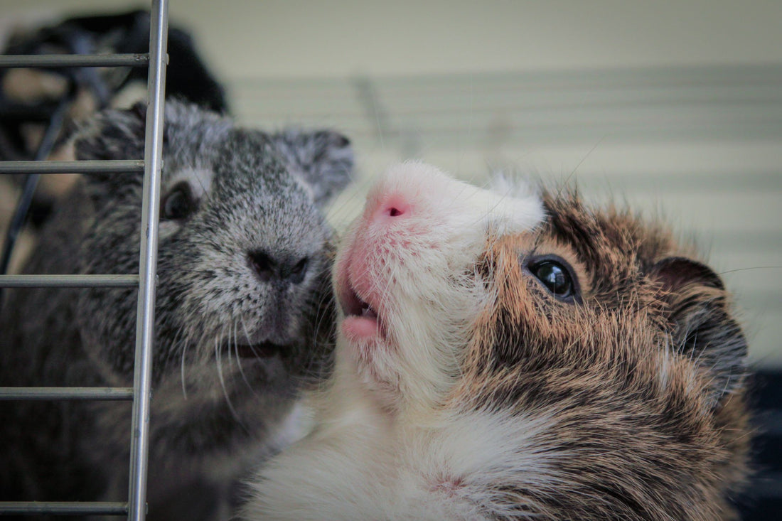 Two-Story Guinea Pig Cage: Is the Extra Level Worth the Footprint?