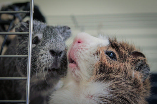 Two-Story Guinea Pig Cage: Is the Extra Level Worth the Footprint?