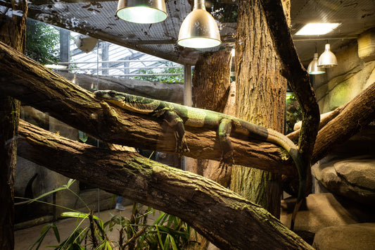 Reptile room with naturalistic branch enclosures and heat lamps