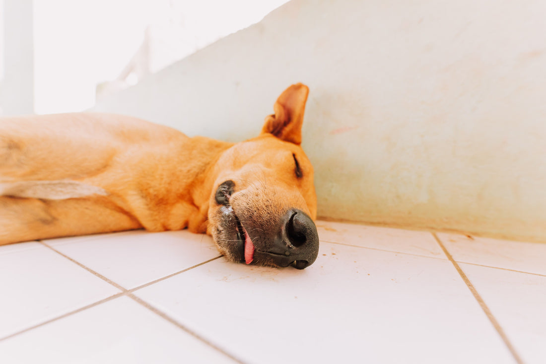 Dog resting comfortably on a cool tiled floor indoors, staying relaxed during warm weather