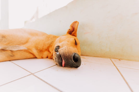 Dog resting comfortably on a cool tiled floor indoors, staying relaxed during warm weather