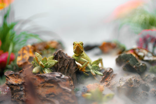 Reptile terrarium with visible humidity mist and foliage, illustrating airflow and moisture balance in an enclosure