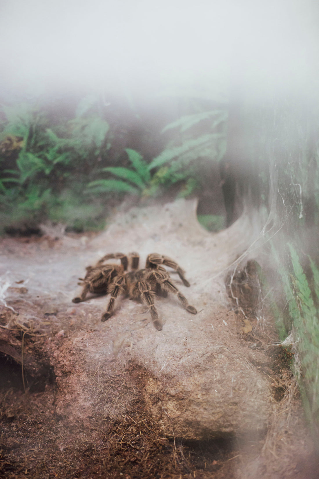 Tarantula in a naturalistic terrarium enclosure with webbing and foliage