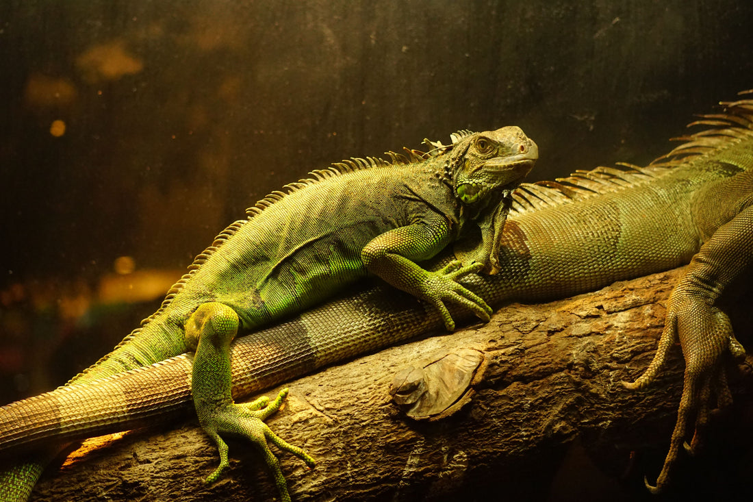 Iguanas resting on a branch inside a warmly lit terrarium enclosure