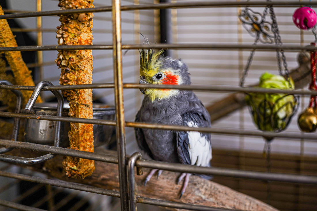 Cockatiel perched calmly in a home cage surrounded by toys and perches