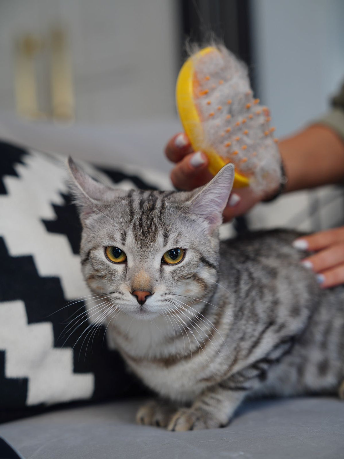 Self-Cleaning Slicker Brush Buying Guide: Ending the Deshedding Mess