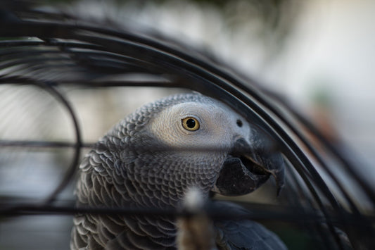 Rolling Parrot Cage Buying Guide: Corner Fit and Flight Room