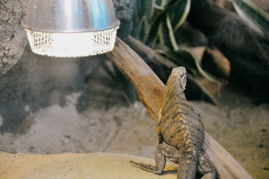 Reptile basking under a heat lamp fixture mounted over a terrarium branch