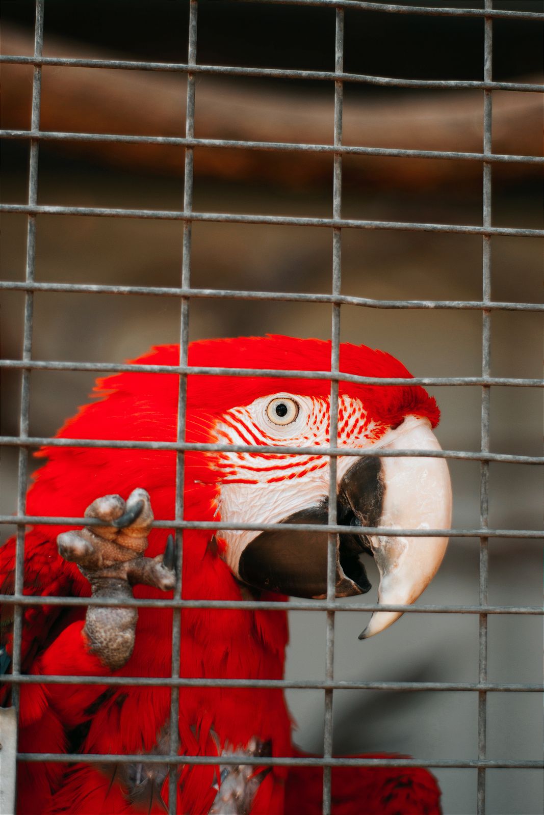 Bird Cage Bar Spacing: Why It Matters More Than Overall Size