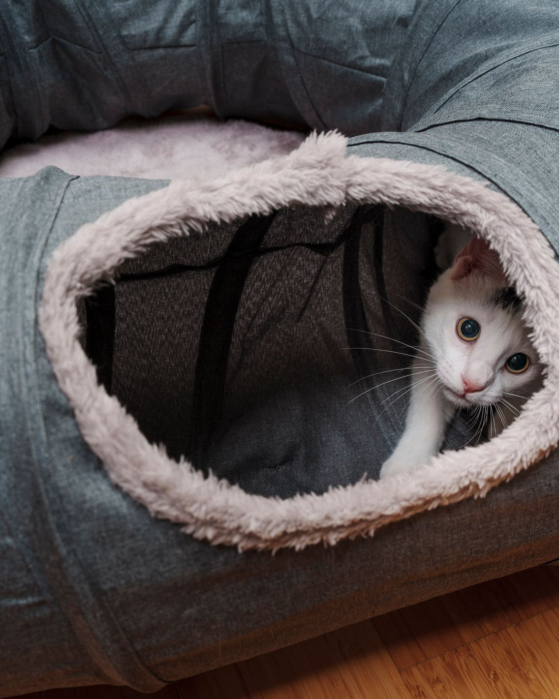 Cat Tunnel Beds: Do Cats Actually Use Them?
