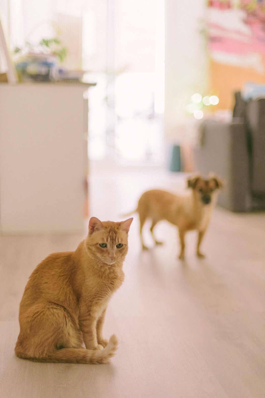 Multi-Pet Households: Keeping Cat and Dog Bowls From Getting Mixed Up