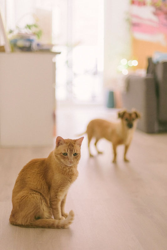 Multi-Pet Households: Keeping Cat and Dog Bowls From Getting Mixed Up