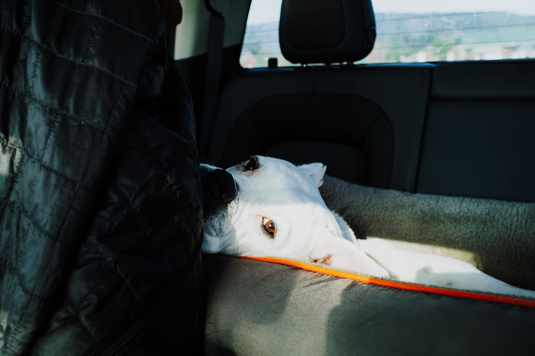 Dog resting comfortably on a fitted rear car seat cover during a ride