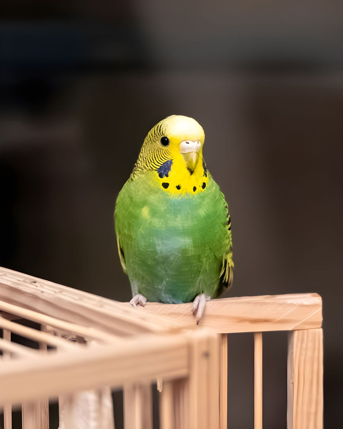 Portable Bird Travel Cage Spotlight: What Actually Matters for a Car Ride