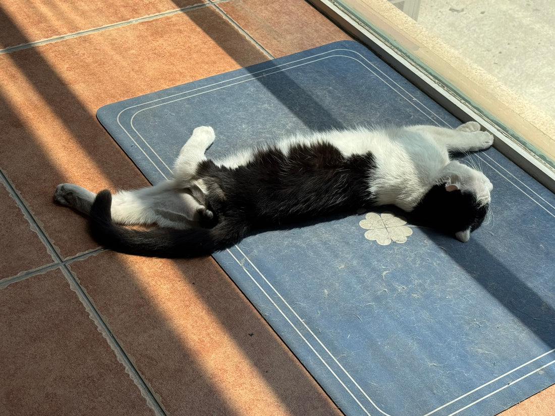 Cat relaxing on a wide mat on a sunlit tile floor near a doorway in a tidy home