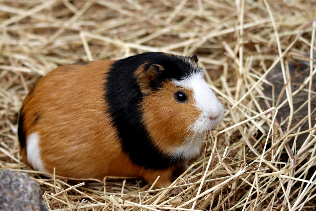 Guinea Pig Starter Kit: What's Actually Worth Having on Day One