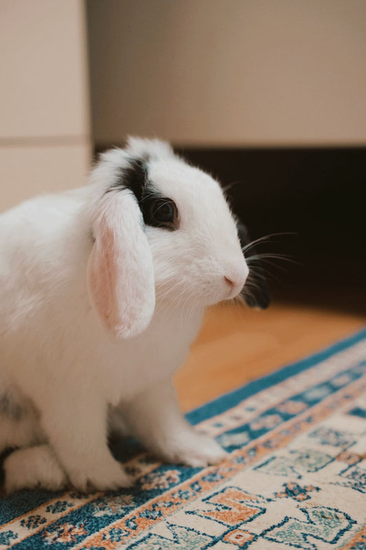 Bunny-Proofing a Room: What Actually Gets Chewed First