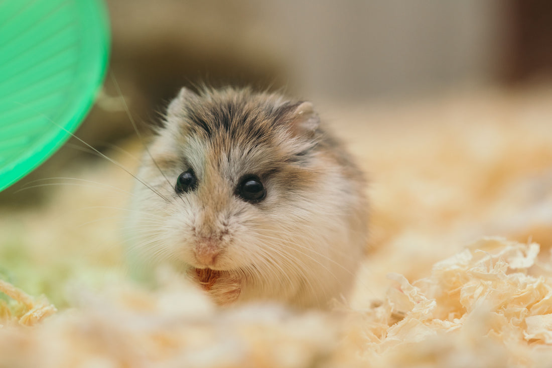 Hamster in a cage with deep bedding and an exercise wheel