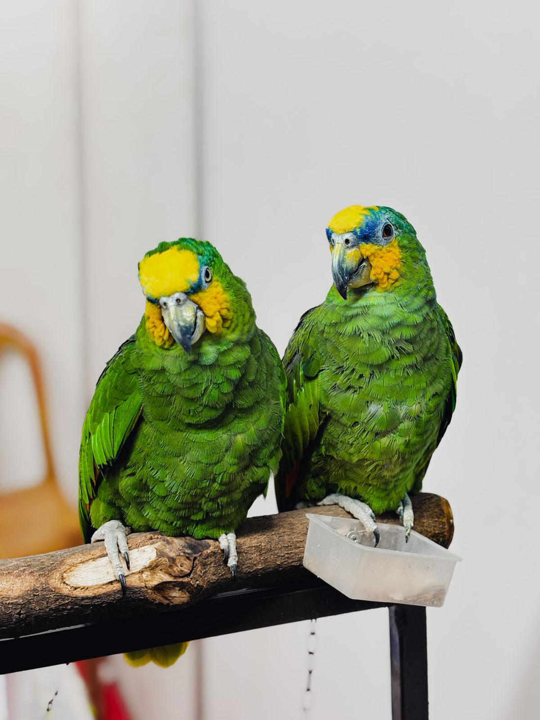 Bird Playstand Buying Guide: Perches, Toys, and Open-Top Design