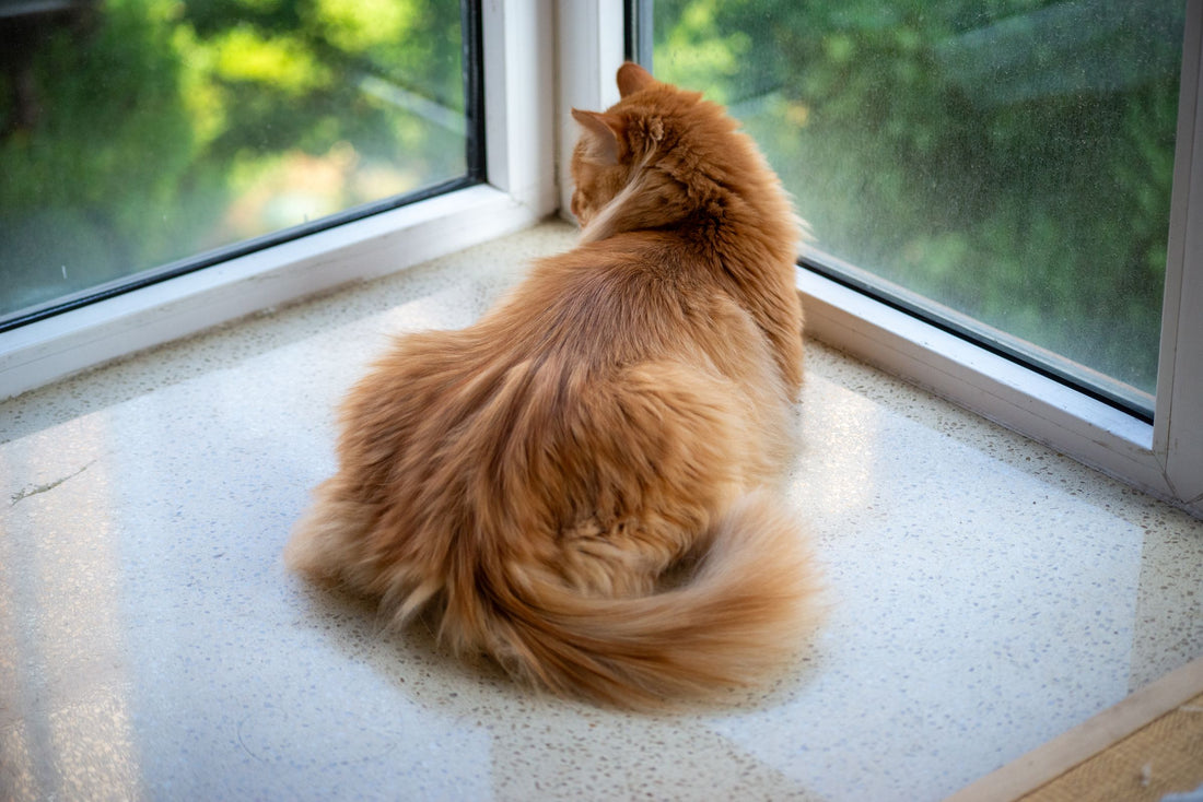 Senior Cat Comfort Updates: What Actually Changes With Age