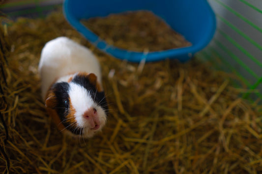Guinea pig in a bright habitat with fresh hay bedding and a food bowl