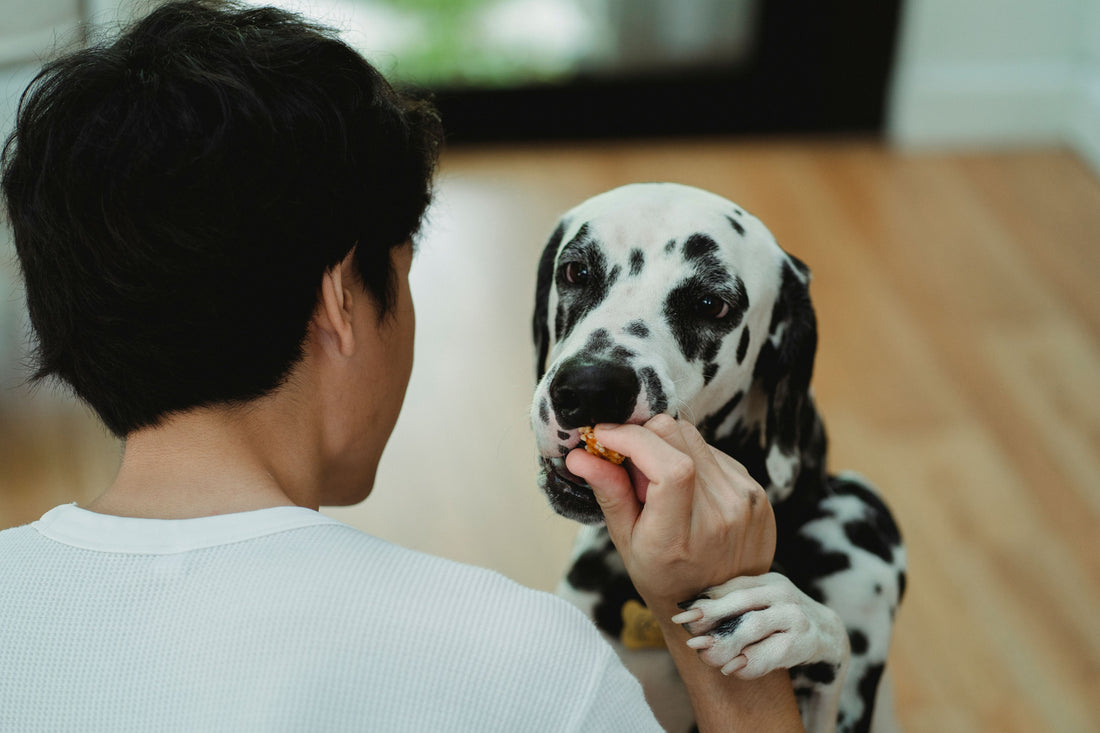 Owner gently giving a dental chew treat to a calm dog at home