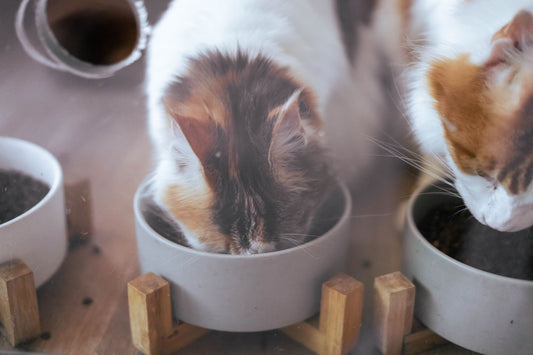 Elevated Ceramic Bowl Buying Guide: Does Height Actually Help Digestion?