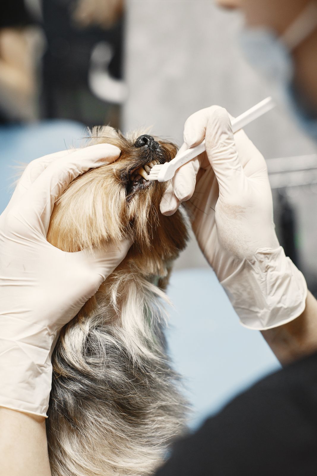 Small Dog and Cat Toothbrush Buying Guide: Sizes and Bristle Types