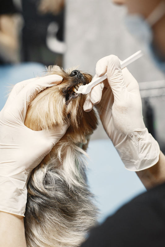 Small Dog and Cat Toothbrush Buying Guide: Sizes and Bristle Types