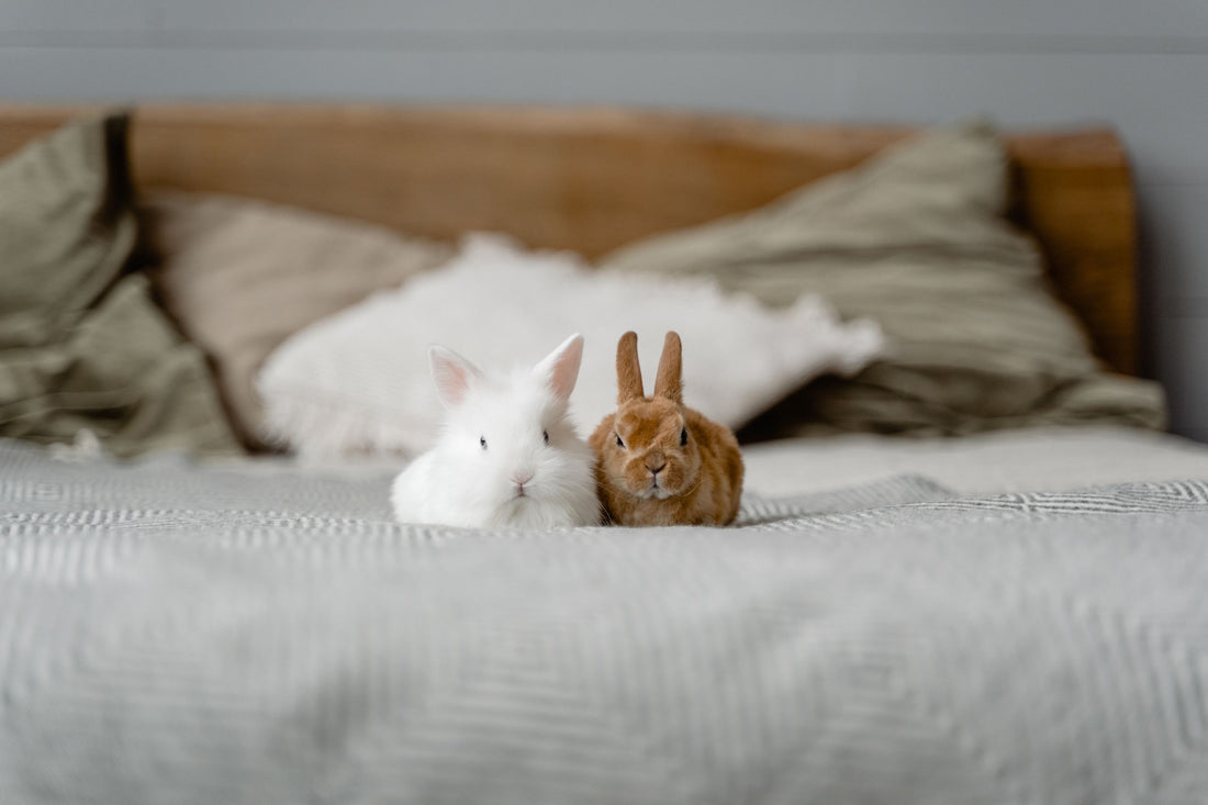 Rabbit Hutch Buying Guide: Indoor vs Outdoor, Wood vs Wire
