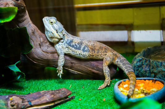 Reptile terrarium habitat fully set up with substrate, hide log, and food bowls ready before a new pet arrives