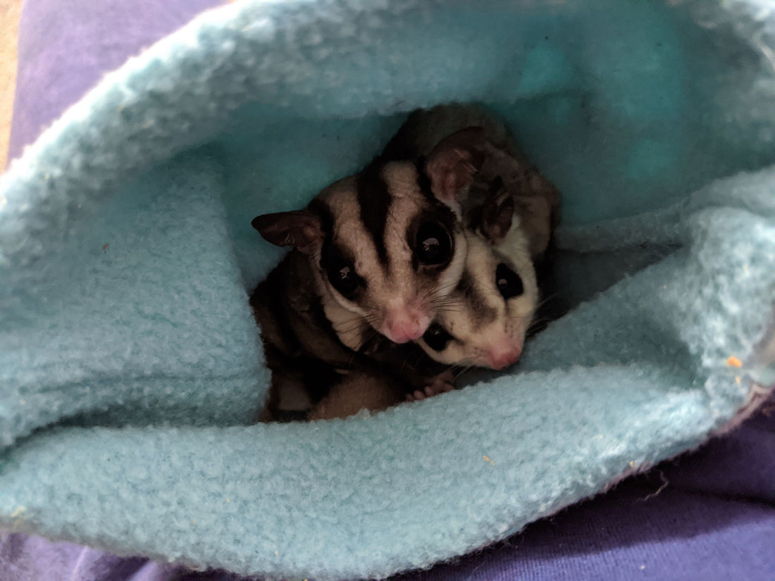 Chinchilla and Small-Pet Cuddle Pouch: Bonding Time Without a Cage
