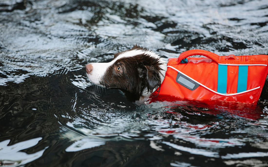 Dog swimming safely in a bright orange life jacket in open water