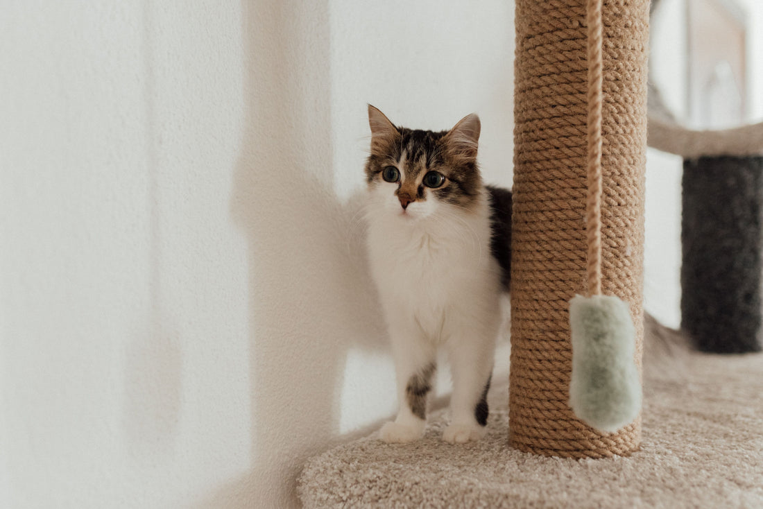 Cat standing beside a sisal-wrapped scratching post in a cozy indoor setting