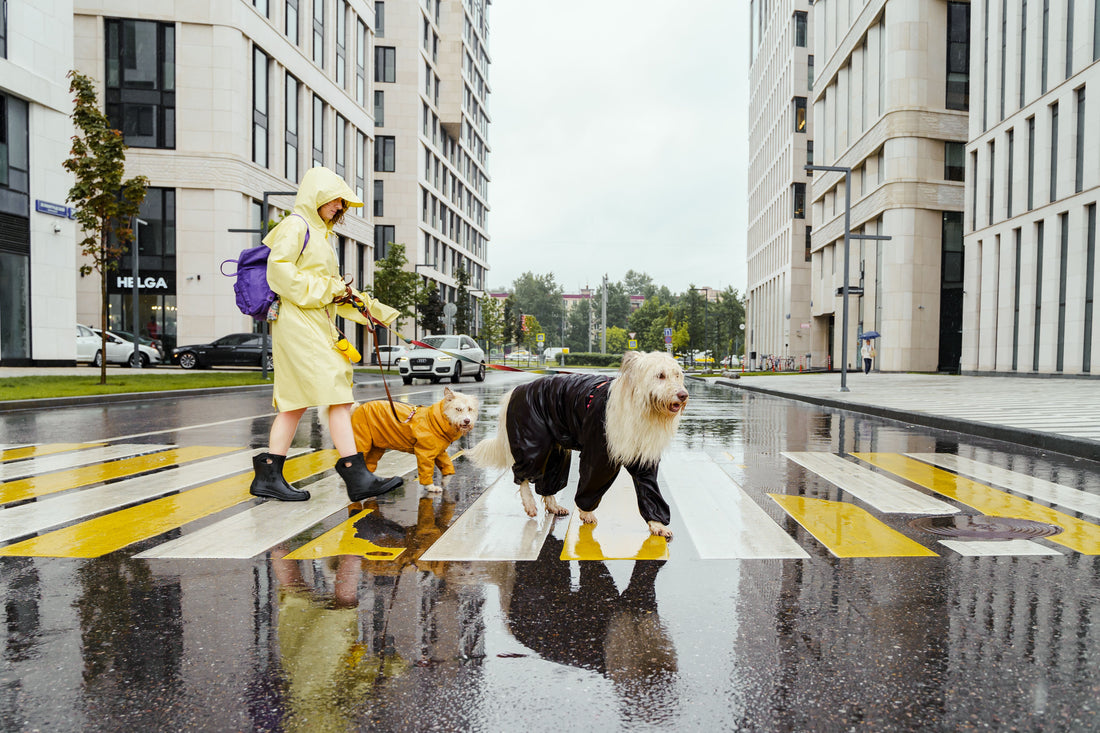 Owner and dogs in raincoats crossing a wet city street after a rainy walk