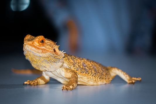 Bearded dragon out of its primary habitat on a neutral surface, ready for a short trip