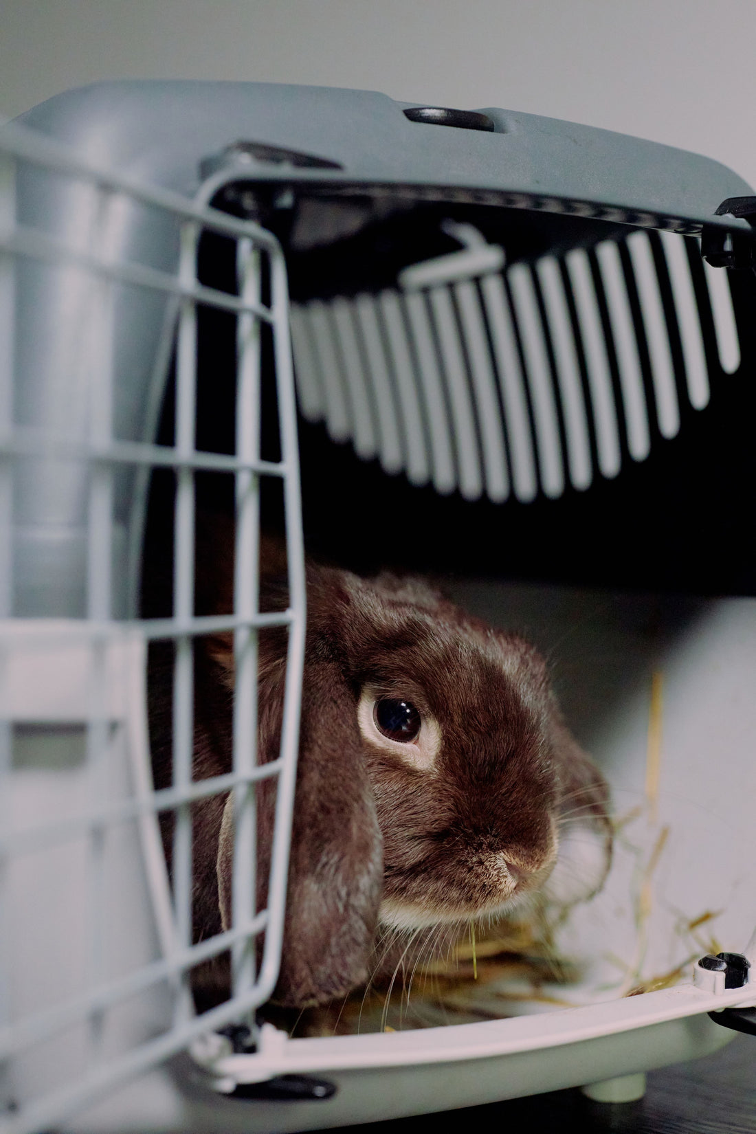 Small pet resting comfortably inside a travel carrier lined with familiar bedding