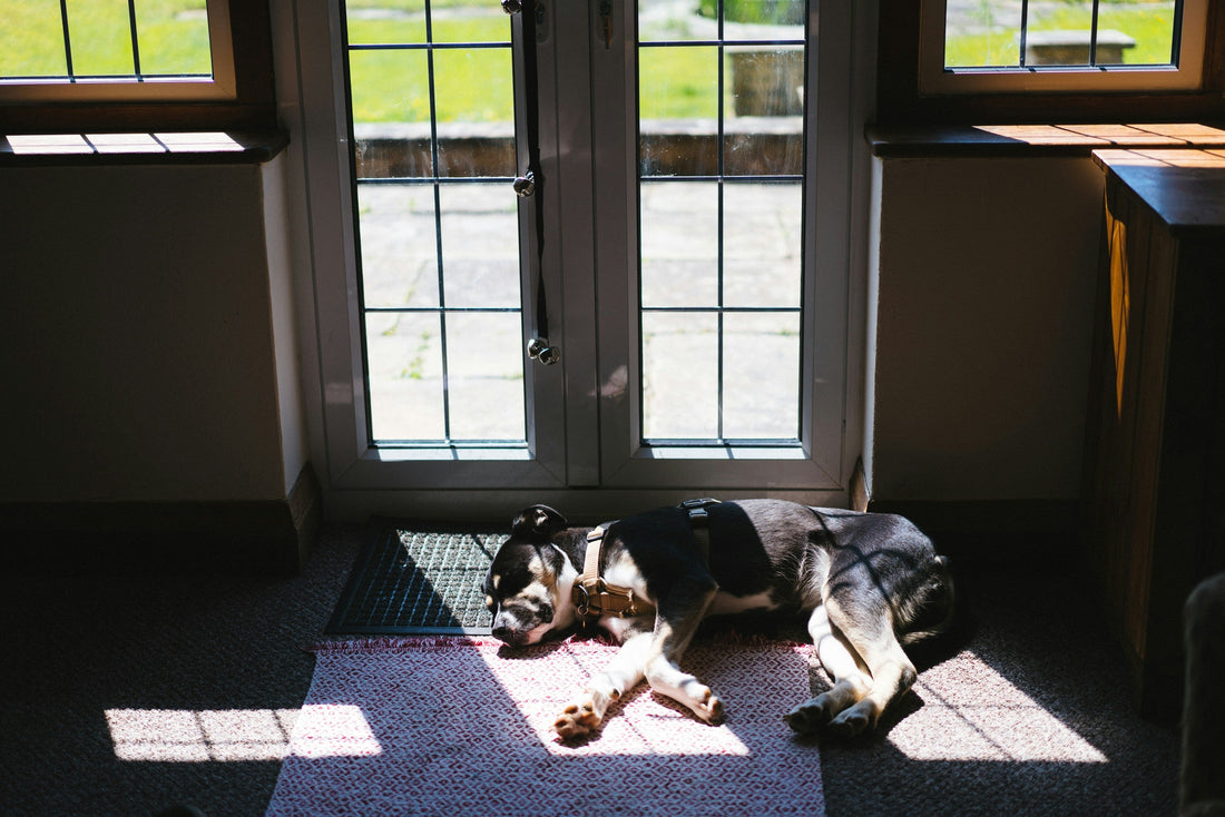 How to Keep Your Dog Comfortable During All Seasons