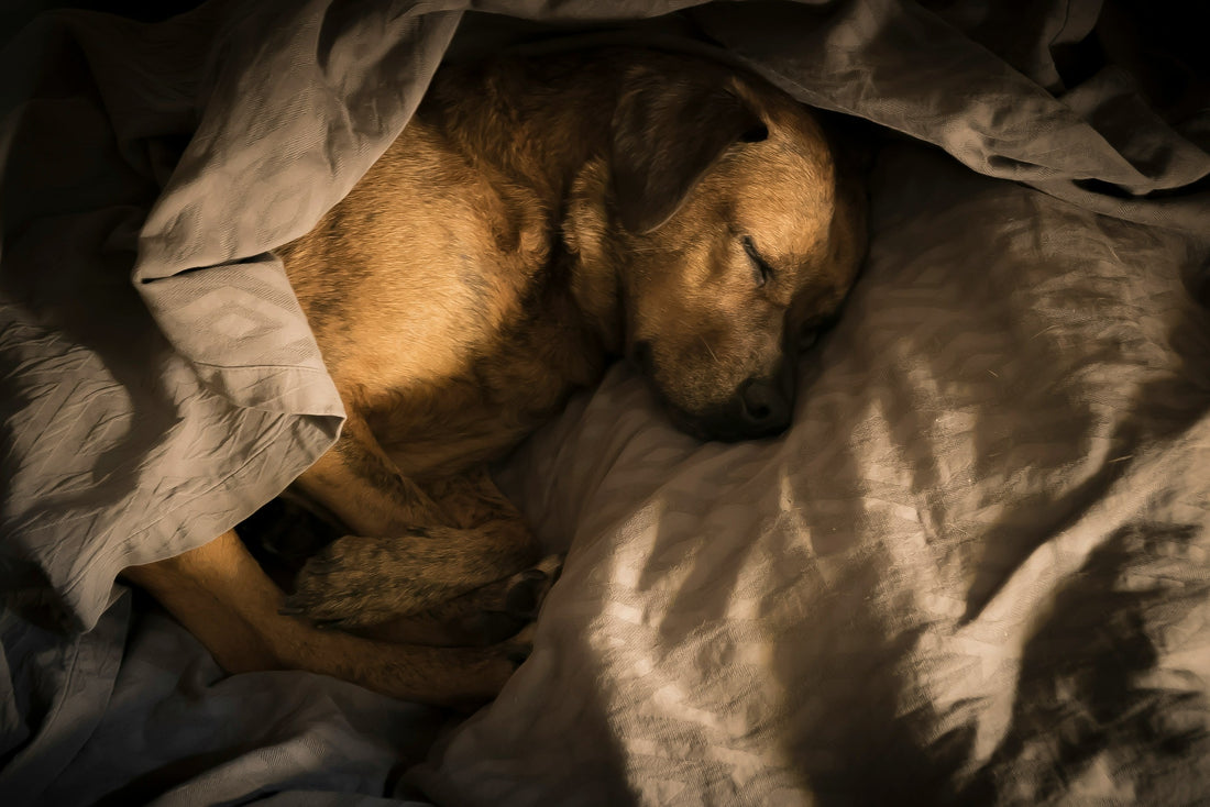 How a Dog’s Environment Affects Their Sleep Quality