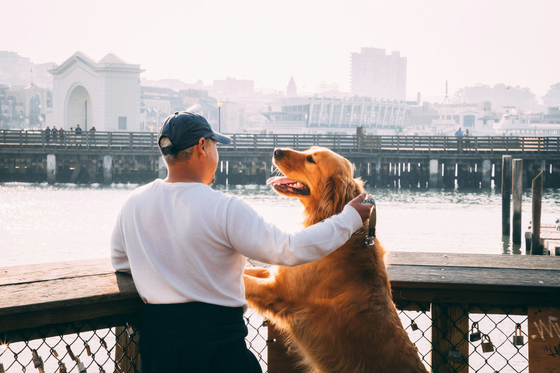 The Small Moments That Matter: Everyday Rituals with Your Dog