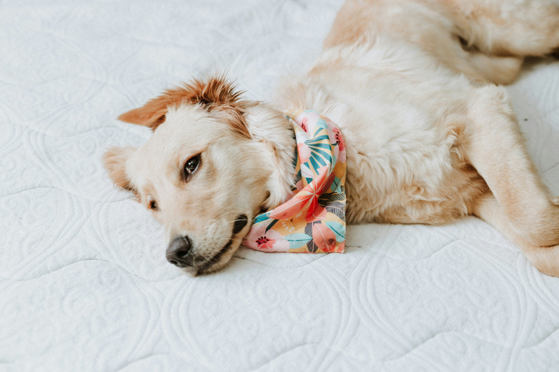 Top 7 Pet Products That Improve Daily Life