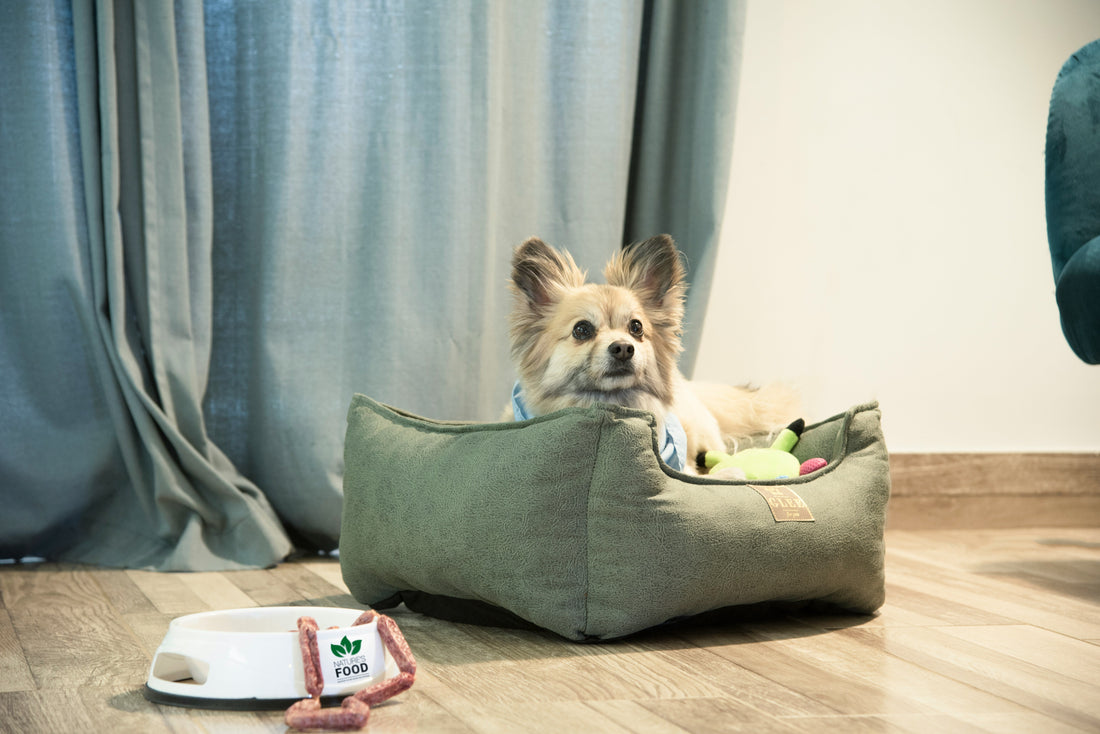 Best Dog Accessories for Active Owners