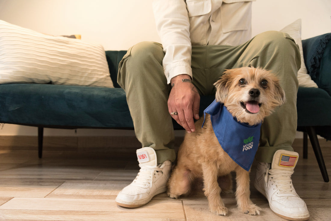 Top Mistakes Dog Owners Make During Walks
