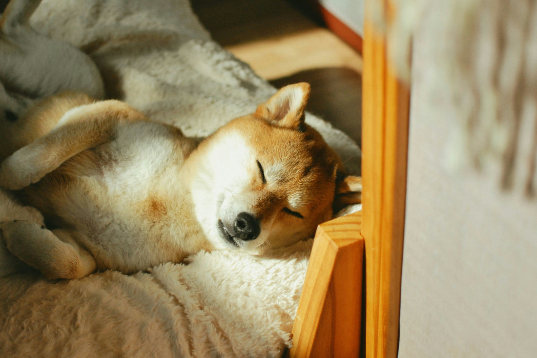 What Comfort Really Means for Dogs