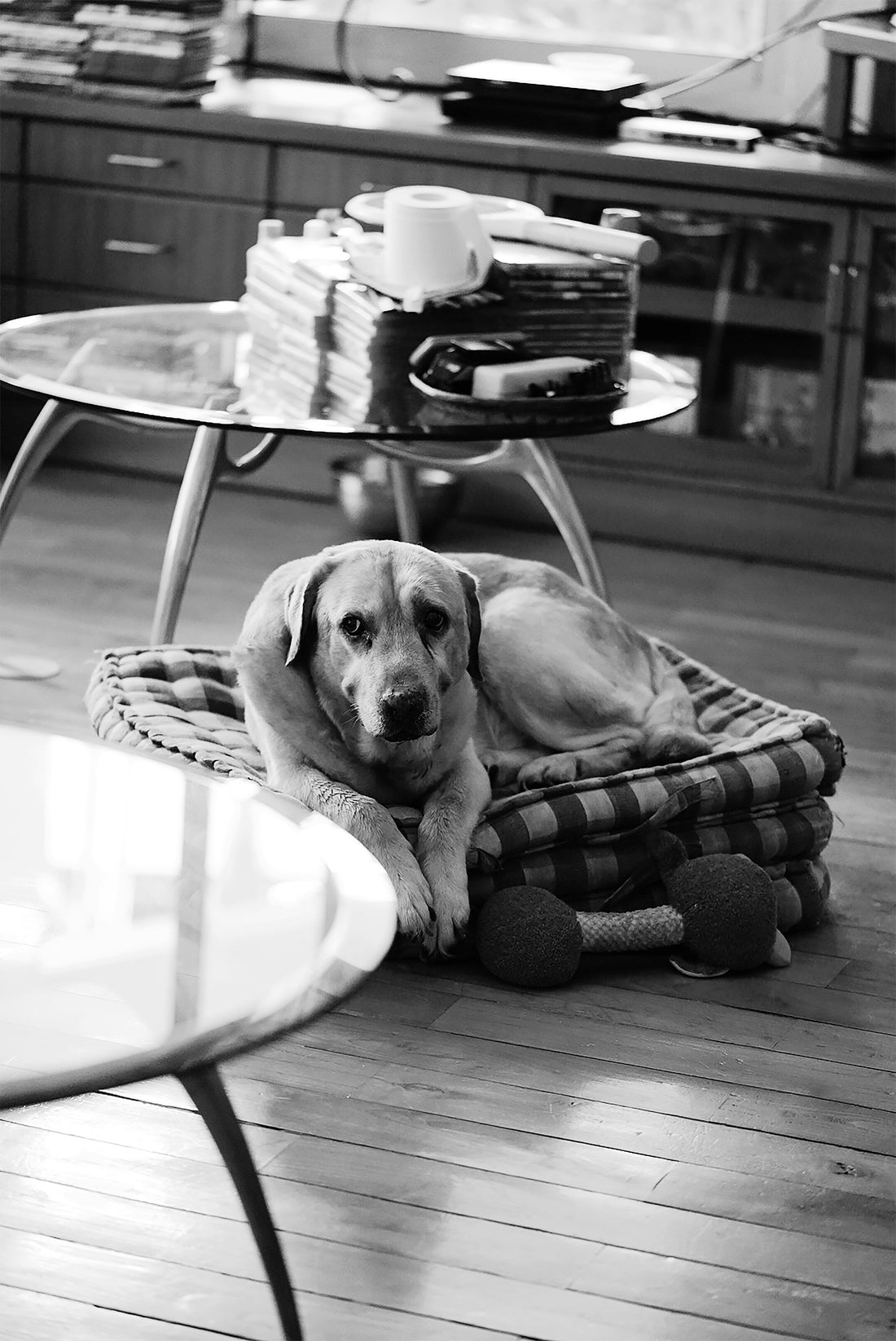 Building a Home Your Dog Truly Loves