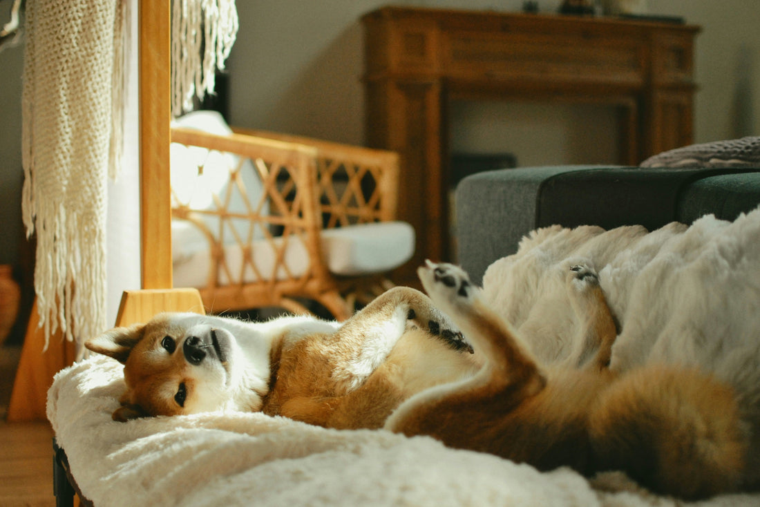 Why Your Dog Won’t Settle Down at Home